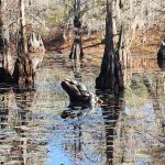 Photo: 2025/12/13 - Geneva Junction - Turtles on log