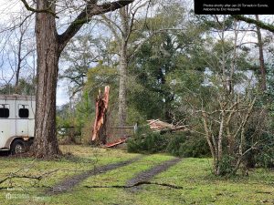 Hepperle Homestead - West gate fallen cedar tree from further back