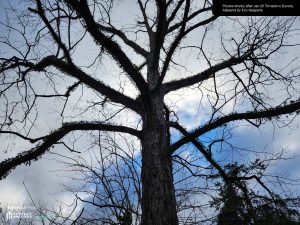 Hepperle Homestead - The large pecan tree by our east gate was unharmed and stands strong still