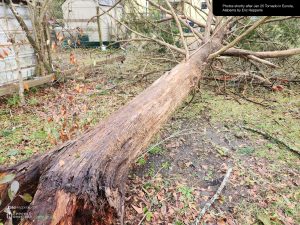 Hepperle Homestead - Fallen cedar tree near the pump house -- this is the one the angel prevented from hitting me