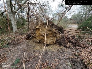 Hepperle Homestead - The tornado knocked over this living oak tree in our back 40 into our neighbors yard