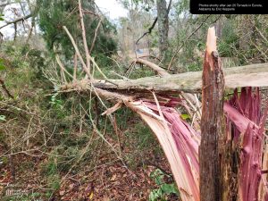 Hepperle Homestead - Dead cedar tree in south back 40