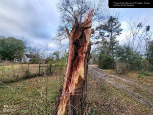 Hepperle Homestead - West Gate dead cedar trunk closeup