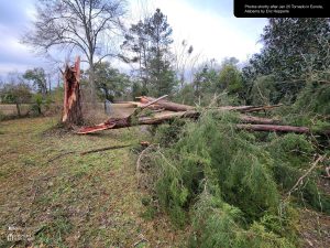 A dead cedar tree near Hepperle Homestead west gate