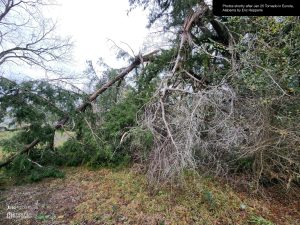Broken cedar branches near front northwest corner of Hepperle Manor
